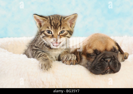 Französische Bulldogge - Welpen mit inländischen Kätzchen Stockfoto