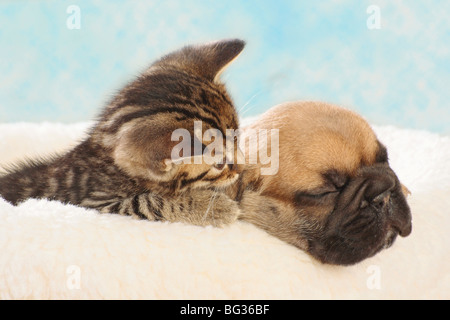 Französische Bulldogge - Welpen mit inländischen Kätzchen Stockfoto
