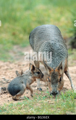 Mara - Weibchen und Jungtiere / Dolichotis Patagonum Stockfoto