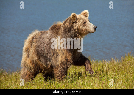 Eurasische Braunbär - Wandern am Ufer / Ursus Arctos Arctos Stockfoto