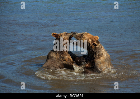 zwei eurasischen Braunbären - kämpfen im Wasser / Ursus Arctos Arctos Stockfoto