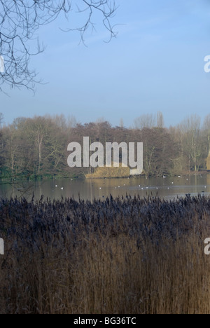 Gemeinsamen Schilf Phragmites Communis wächst entlang der Kante des Wollaton Park Lake im frühen Winter, spät in den Herbst mit einem strahlend blauen Himmel Stockfoto