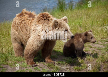 Eurasische Braunbären - Mutter mit Jungtier / Ursus Arctos Arctos Stockfoto