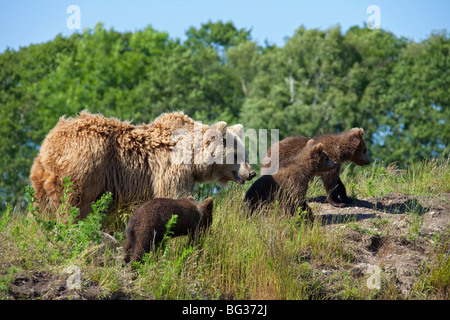 Eurasische Braunbären - Mutter mit drei jungen / Ursus Arctos Arctos Stockfoto