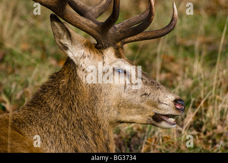 Erwachsene männliche Rotwild Hirsch (Cervus Elaphus) auf dem Gelände des Wollaton Park, Nottingham, England Stockfoto