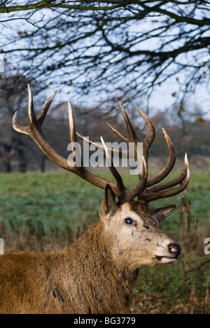 Erwachsene männliche Rotwild Hirsch (Cervus Elaphus) auf dem Gelände des Wollaton Park, Nottingham, England Stockfoto