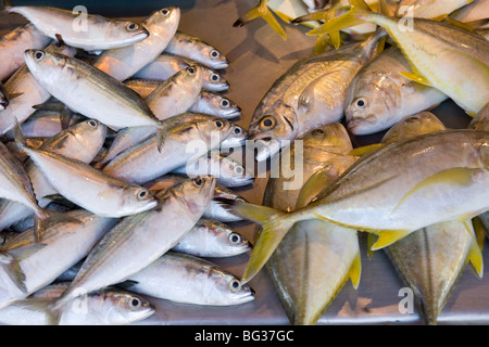 Fischmarkt, Aluthgama, Sri Lanka Stockfoto