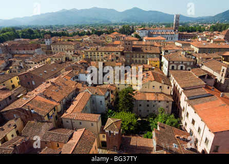 Ansicht von Lucca aus Torre Guinigi, Lucca, Toskana, Italien, Europa Stockfoto