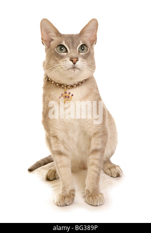 Tonkinese-Katze. Erwachsener sitzend. Studio-Bild vor weißem Hintergrund Stockfoto