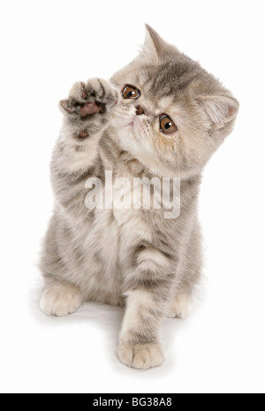 Exotische Kurzhaarkatze - Kätzchen sitzen - Ausschneiden Stockfoto