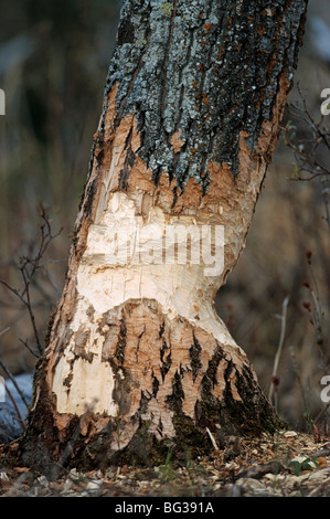 Nordamerikanische Biber - beschädigten Baum Stockfoto