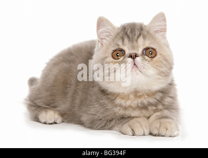 Exotische Kurzhaarkatze - Katze liegend - Ausschneiden Stockfoto