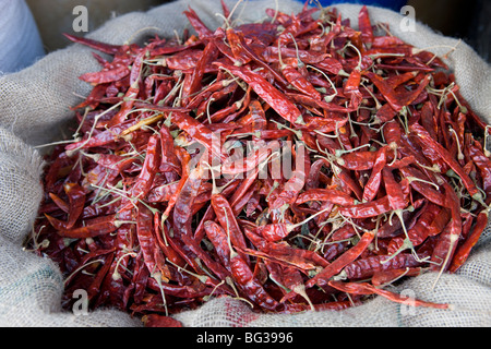 Red Hot Chili Peppers, Aluthgama, Sri Lanka Stockfoto