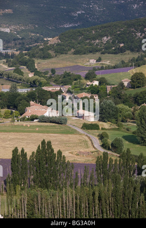 Lavendelfelder, Sault-En-Provence, Vaucluse, Provence, Frankreich Stockfoto