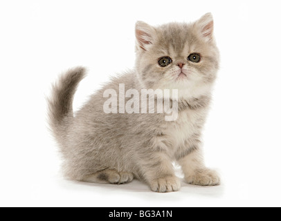 Exotische Kurzhaarkatze - Kätzchen sitzen - Ausschneiden Stockfoto