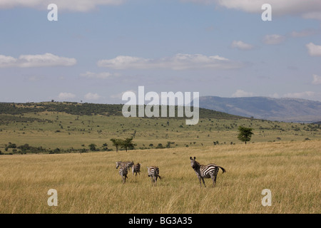 Burchell Zebras (Equus Burchelli), Masai Mara National Reserve, Kenia, Ostafrika, Afrika Stockfoto