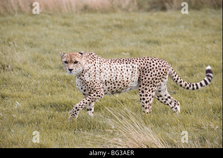 Geparden in Gefangenschaft im Whipsnade Zoo in England Stockfoto