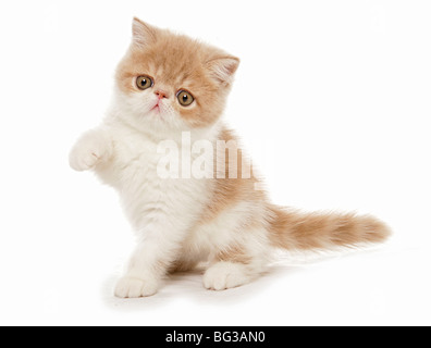 Exotische Kurzhaarkatze - Kätzchen sitzen - Ausschneiden Stockfoto