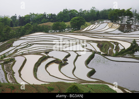 Reisterrassen, Yuanyang, Yunnan Provinz, China, Asien Stockfoto