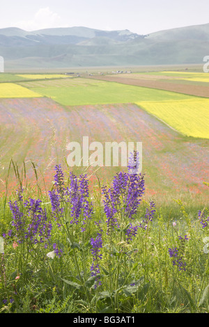 Highland Castelluccio di Norcia, Norcia, Umbrien, Italien, Europa Stockfoto