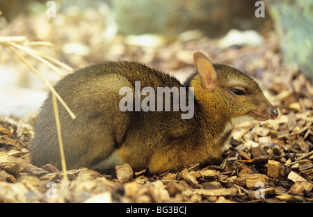 junge Java Maus-Rotwild - liegend / Tragulus Javanicus Stockfoto