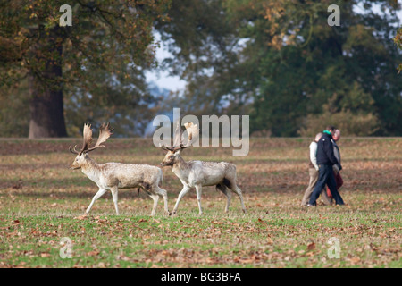 Menschen zu Fuß vorbei an Rotwild in einem park Stockfoto