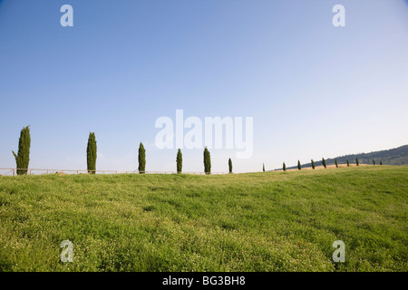 Zypressen in der Nähe von Pienza. Val d ' Orcia, Toskana, Italien, Europa Stockfoto