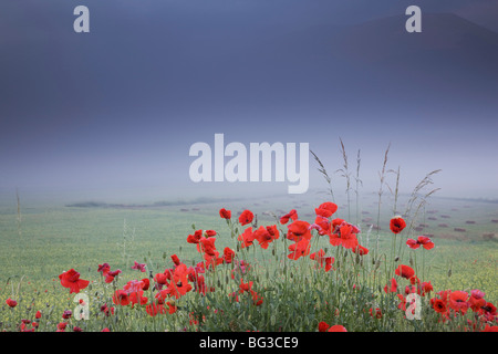 Castelluccio di Norcia, Norcia, Umbrien, Italien, Europa Stockfoto