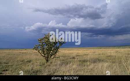 Ein einsames Plateau Cholla Kaktus unter einem stürmischen Winterhimmel in Galisteo Becken des nördlichen New Mexico Stockfoto