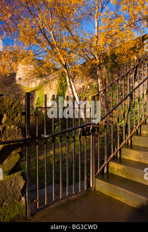 Schottland, Edinburgh, Johnston Terrasse Wildlife Reserve. Johnston Terrasse Wildlife Reserve, einem Scottish Wildlife Trust Garten Stockfoto