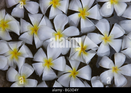 Blumenschmuck, Sri Lanka Stockfoto
