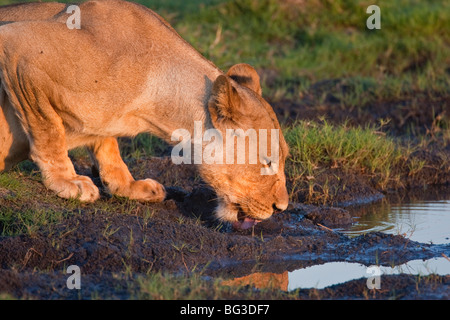 Löwin auf an einer Wasserstelle zu trinken. Das Foto wurde in Botswanas Chobe National Park. Stockfoto