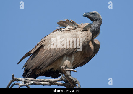 Porträt von einem Kap Geier im südlichen Afrika. Das Foto wurde in Botswanas Chobe National Park. Stockfoto