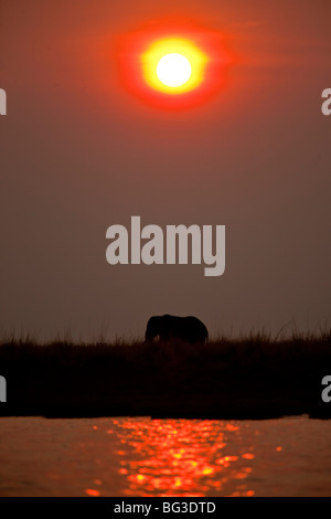 Sonnenuntergang in Botswanas Chobe Park. Das Foto wurde in Botswanas Chobe National Park. Stockfoto