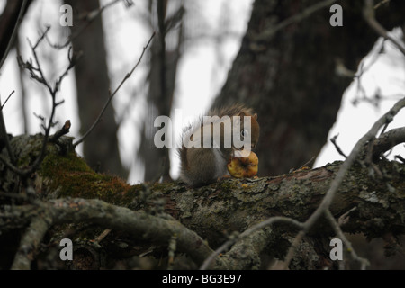 Eichhörnchen und Streifenhörnchen auf AST Essen eines Apfels Stockfoto