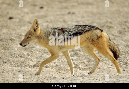 Black-backed Schakal - zu Fuß / Canis Mesomelas Stockfoto