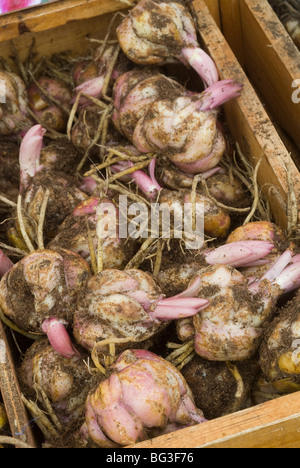 Birnen mit Lilien mit Knolle Wurzeln und neues Wachstum in Box bereit zu Pflanzen Stockfoto