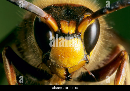 Europäischen Hornet, braune Hornisse (Vespa crabro) Stockfoto