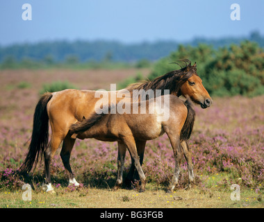 New Forest Pony Pferd - Stute säugende Fohlen Stockfoto
