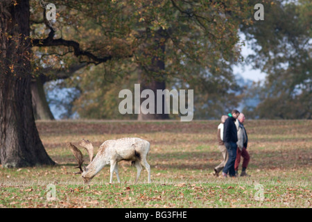 Menschen zu Fuß vorbei an Rotwild in einem park Stockfoto