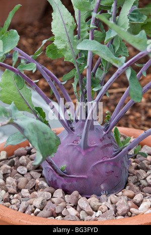 Kohlrabi in Topf mit Blätter, lila-Vienna-Vielfalt Stockfoto