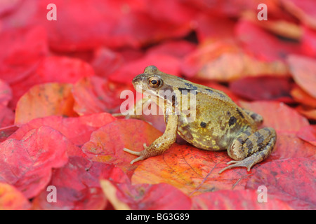Grasfrosch, Rana Temporaria, auf roten Herbstlaub, Warwickshire, November 2009 Stockfoto