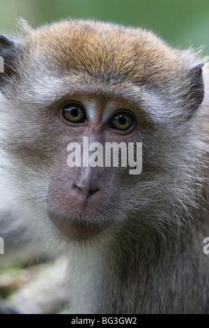 Krabben essen Makaken, Macaca Facicularis, Affen, Primaten, Baby und Erwachsene Stockfoto