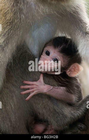 Krabben essen Makaken, Macaca Facicularis, Affen, Primaten, Baby und Erwachsene Stockfoto