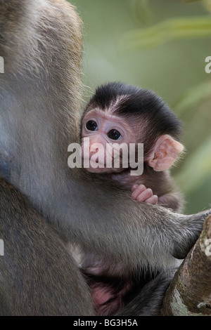 Krabben essen Makaken, Macaca Facicularis, Affen, Primaten, Baby und Erwachsene Stockfoto