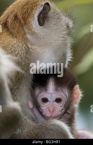 Krabben essen Makaken, Macaca Facicularis, Affen, Primaten, Baby und Erwachsene Stockfoto