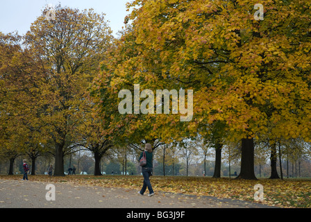 Herbstliche Bäume in Kensington Gardens London Stockfoto