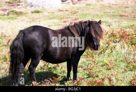 Shetland-Ponys auf der irischen Bryher, Scilly-Inseln Stockfoto