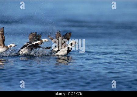 Eisente im Flug über Meer Stockfoto