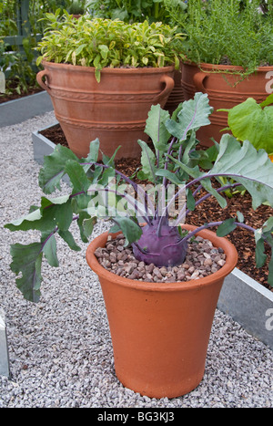 Kohlrabi in Topf mit Blätter, lila-Vienna-Vielfalt in pflanzlichen Container Garten Stockfoto